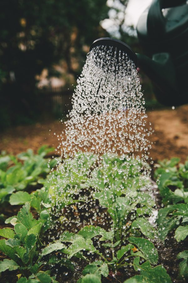 Smart Garden Watering System Setup Guide